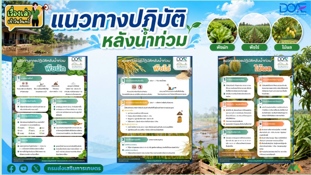 แนวทางปฏิบัติหลังน้ำท่วม