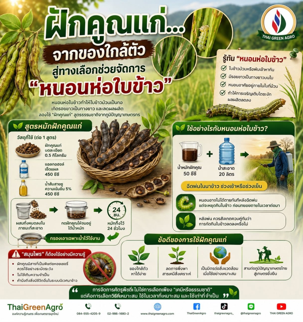 ฝักคูณแก่...จากของใกล้ตัว