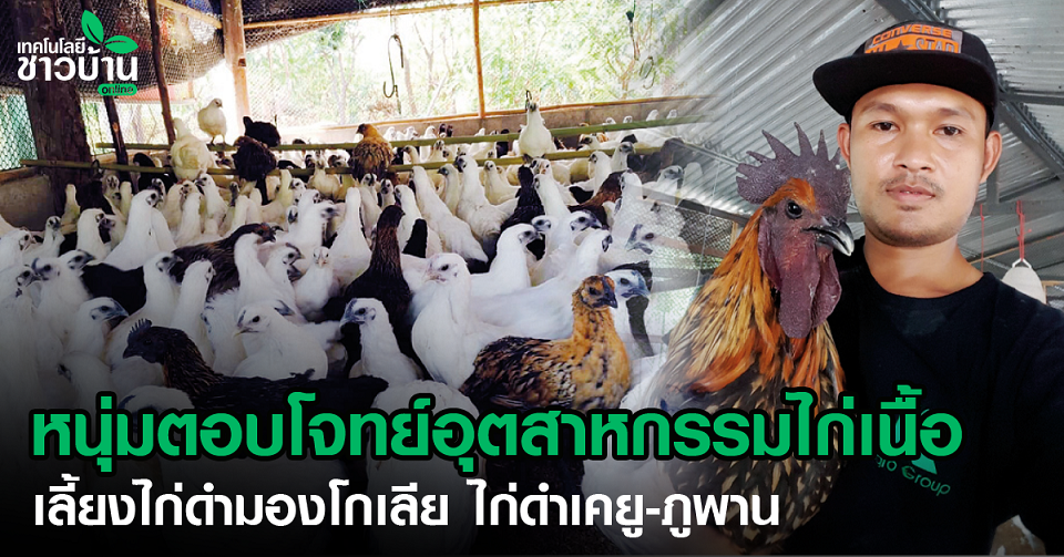 หนุ่มช่างเชื่อมโนนสูงเลี้ยงไก่ดำมองโกเลีย