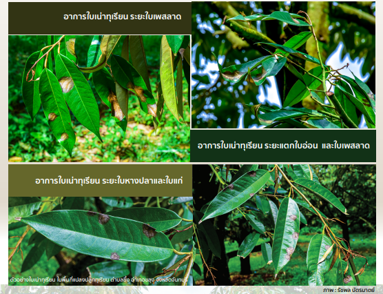 ใบเน่าทุเรียน