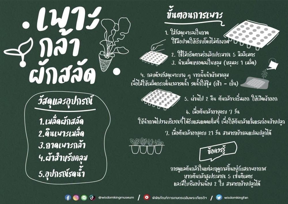 เพาะกล้าผักสลัด