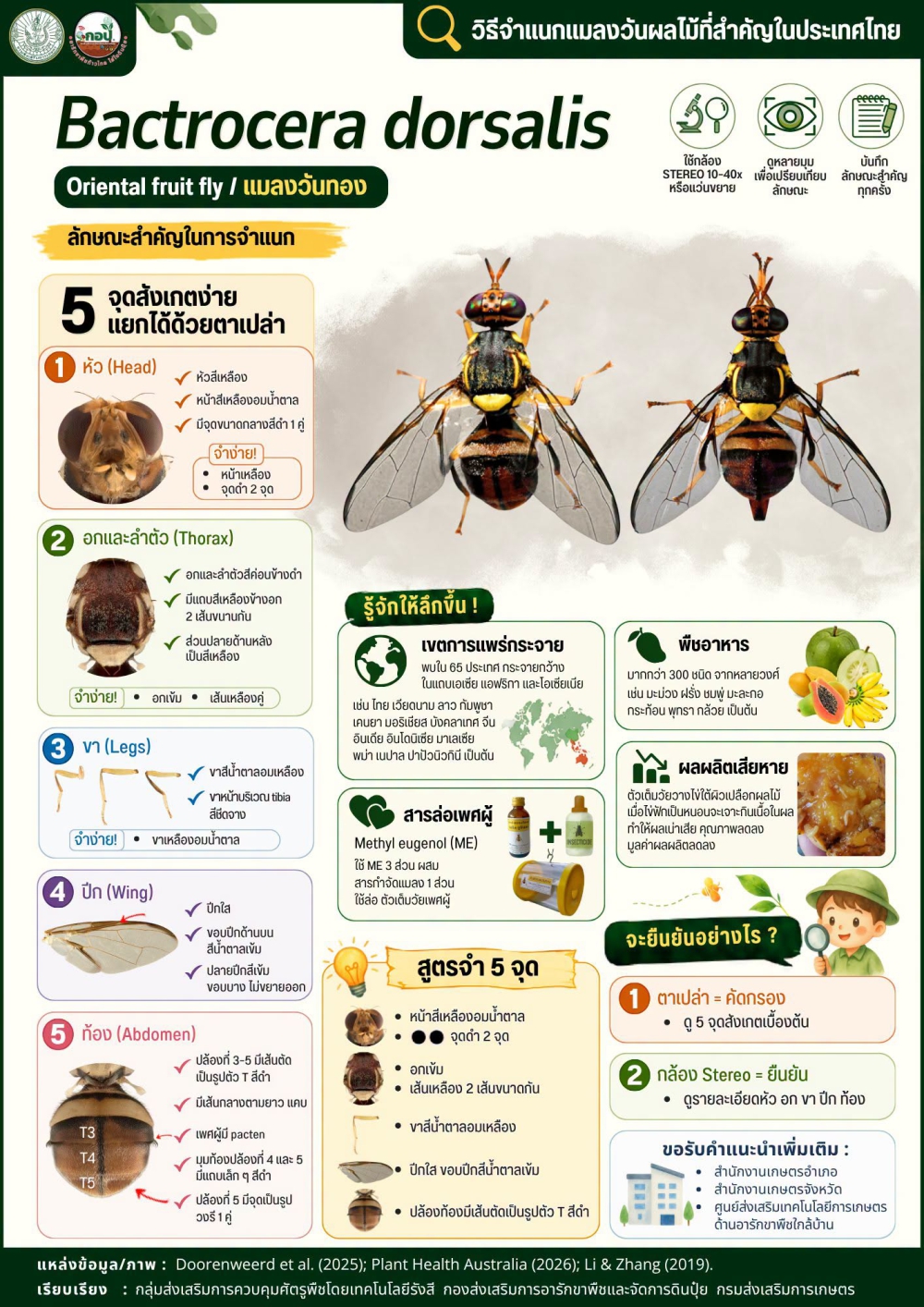 รู้จักให้ชัด จำแนกให้ถูก! “แมลงวันทอง” Bactrocera dorsalis