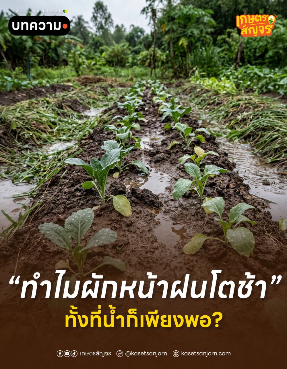 ทำไมผักหน้าฝนโตช้า ทั้งที่น้ำก็เพียงพอ?
