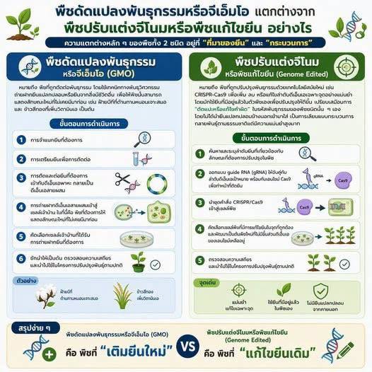พืชดัดแปลงพันธุกรรมแตกต่างจากพืชปรับแต่งจีโนมหรือพืชแก้ไขยีนอย่างไร
