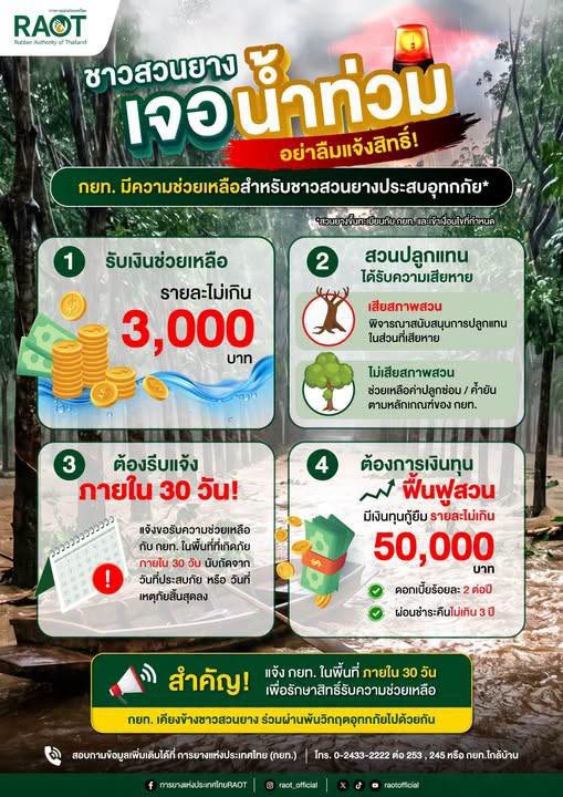 น้ำท่วมสวนยางอย่าลืมแจ้งสิทธิ์