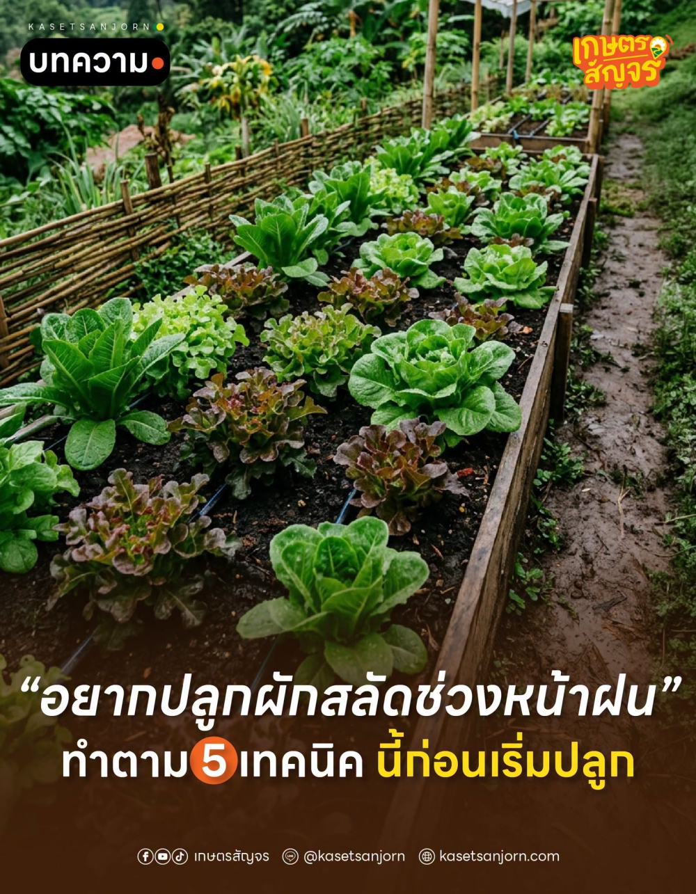 อยากปลูกผักสลัดช่วงหน้าฝน