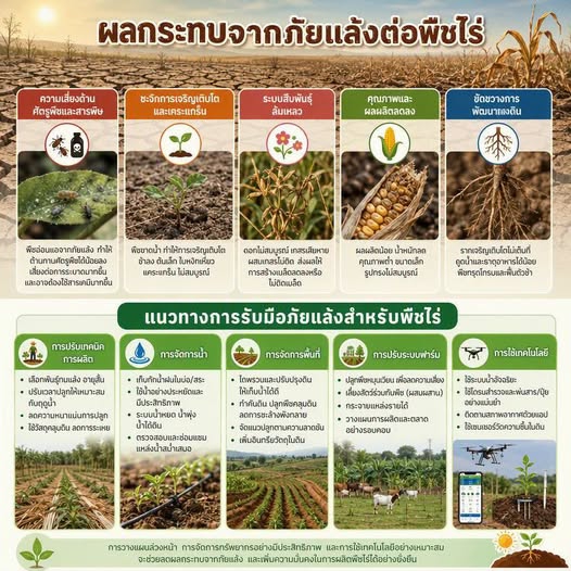 ผลกระทบจากภัยแล้งต่อพืชไร่