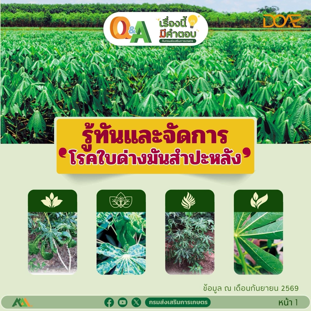 รู้ทันและจัดการ โรคใบด่างมันสำปะหลัง