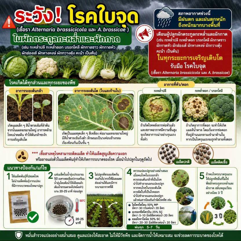 ระวัง โรคใบจุดในผักตระกูลกระหล่ำและผักกาด