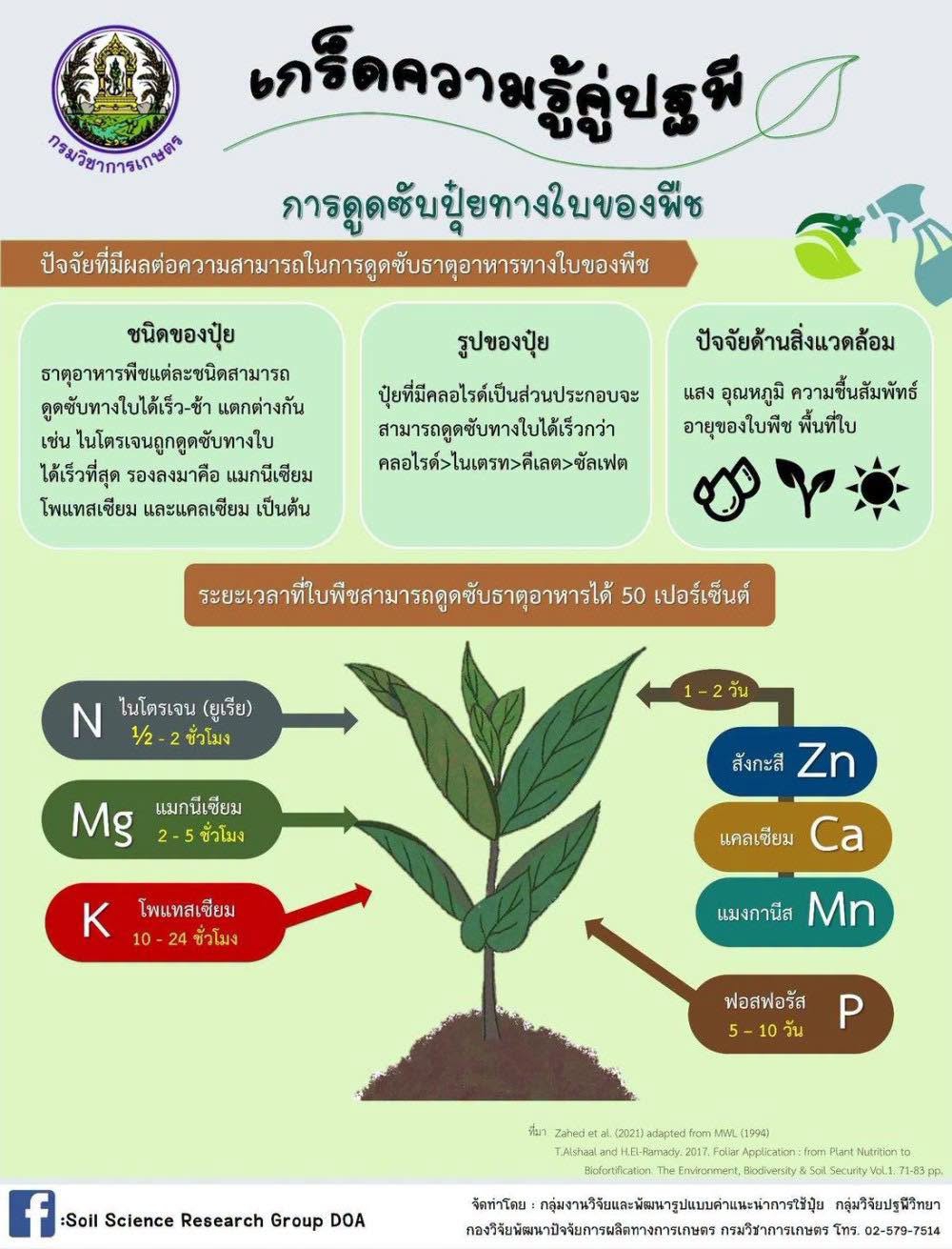 การดูดซับปุ่ยทางใบของพืช