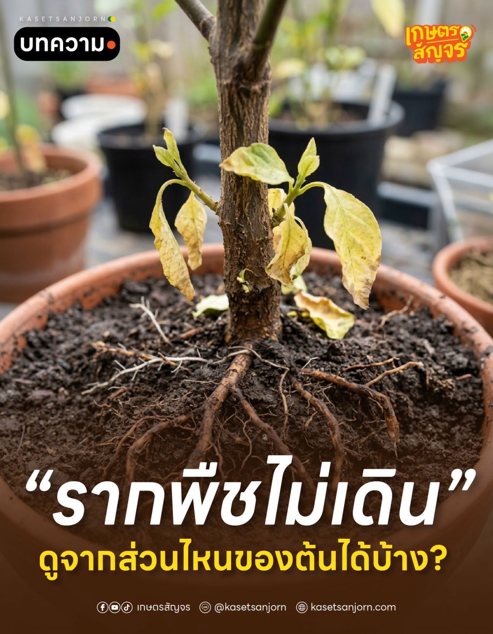 รากพืชไม่เดิน ดูจากส่วนไหนของต้นได้บ้าง?