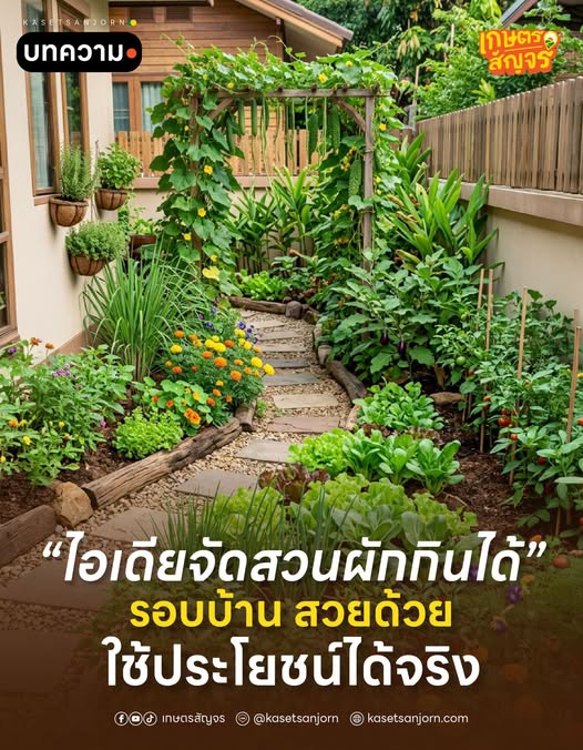 ไอเดียจัดสวนผักกินได้รอบบ้าน