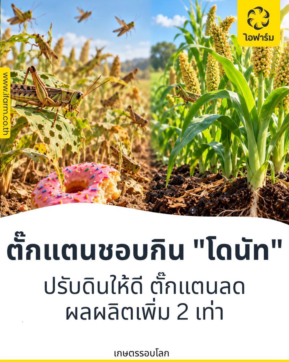 ตั๊กแตนชอบกิน โดนัท