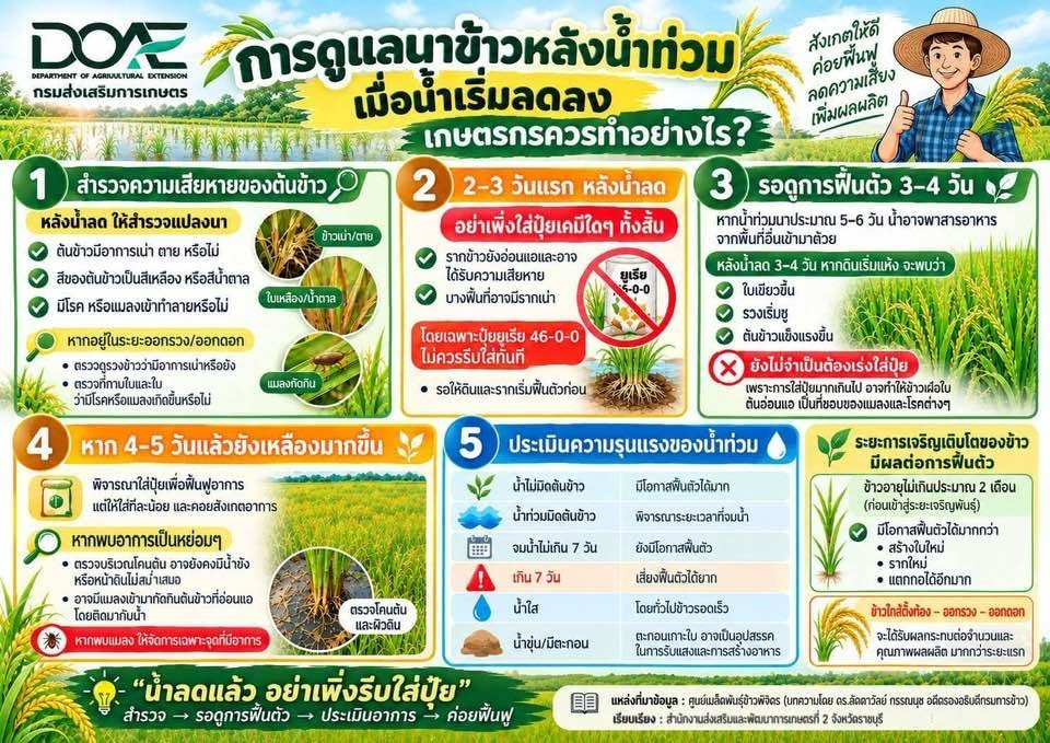 การดูแลนาข้าวหลังน้ำท่วม
