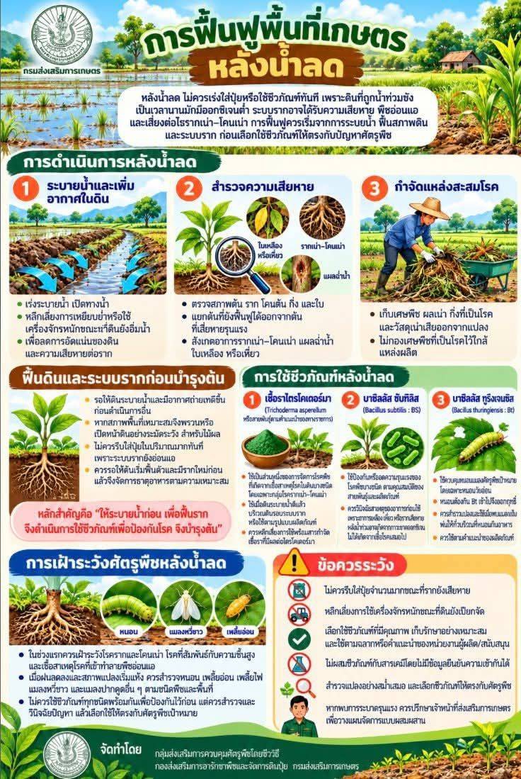 การฟื้นฟูพื้นที่ทางการเกษตรหลังน้ำลด
