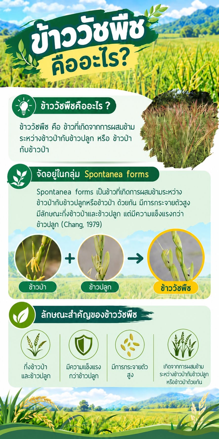 ข้าววัชพืช