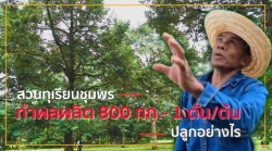 สวนทุเรียนชุมพร เขาปลูกกันอย่างไร ถึงได้ 800 กก.-1 ตัน/ต้น