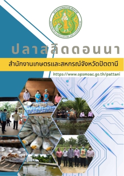ปลาสลิดดอนนา
