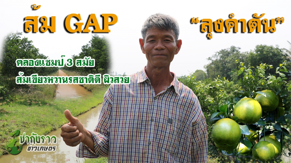 “ส้มGAPลุงคำตัน”คลองแชมป์3สมัยส้มเขียวหวานรสชาติดี