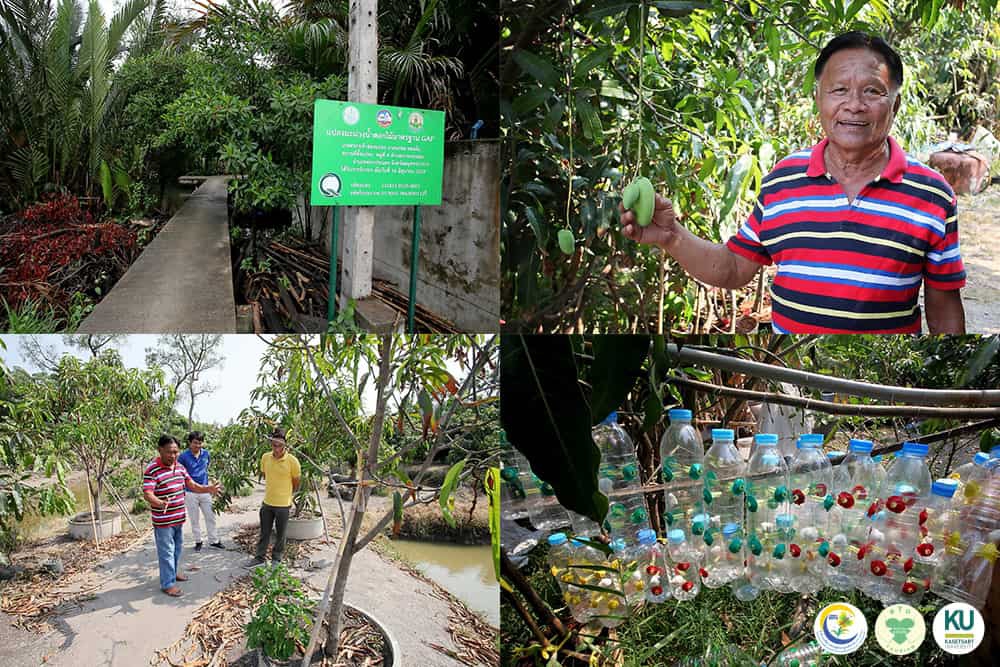 มะม่วงน้ำดอกไม้พระประแดง