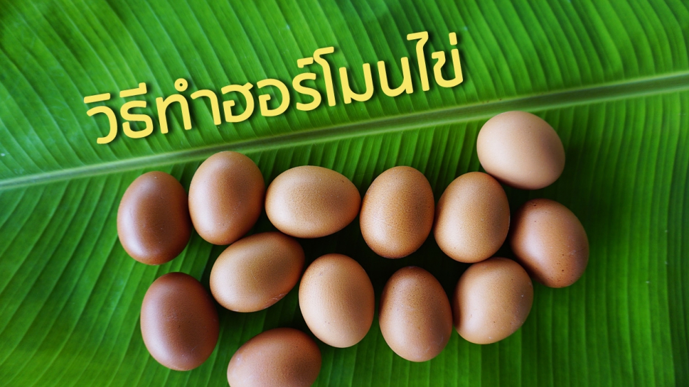 วิธีทำฮอร์โมนไข่ฮอร์โมนนมสดสูตรเร่งการเจริญเติบโต