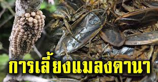 เลี้ยงแมงดานาขาย!!รายได้ดีมีเท่าไหร่ก็ไม่พอ..แมงดาพารวย