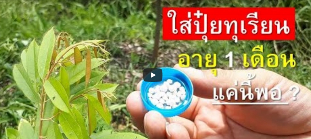 การใส่ปุ๋ยทุเรียนเล็ก