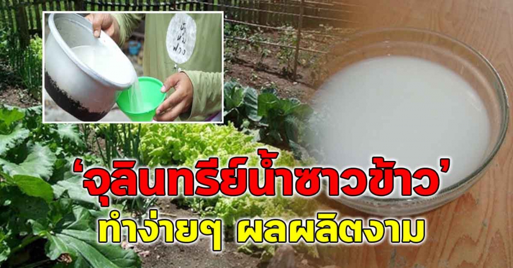 วิธีทำจุลินทรีย์น้ำซาวข้าว
