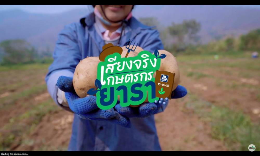 เทคนิคการปลูกมันฝรั่งให้มีผลผลิตดี