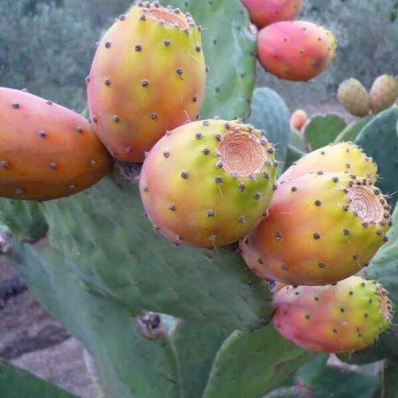 กระบองเพชร งานวิจัยและสรรพคุณ 9 ข้อ