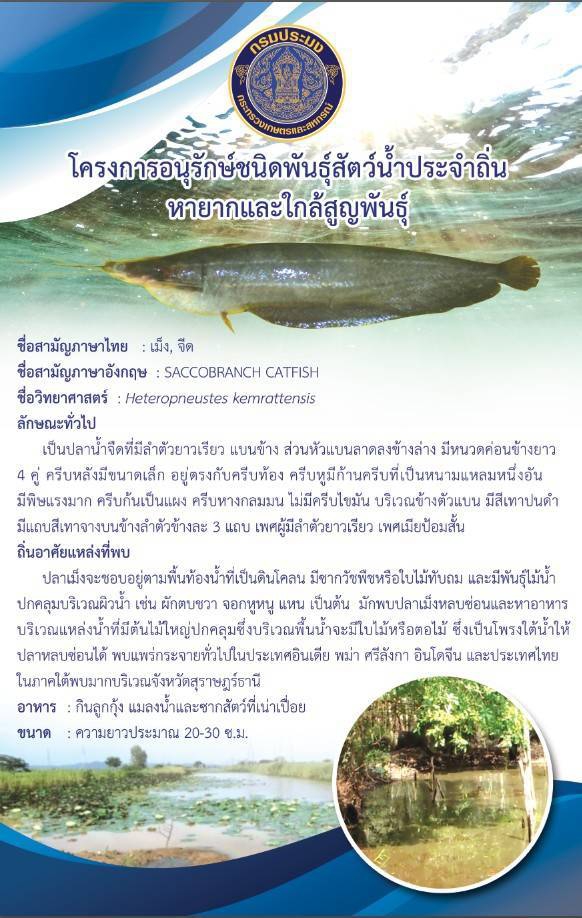 ปลาเม็ง แห่งเเม่น้ำตาปี