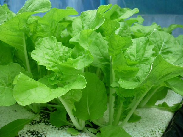 ปุ๋ยชั้นดีน้ำหมักขี้วัว สูตรเร่งรัด1วันใช้ได้