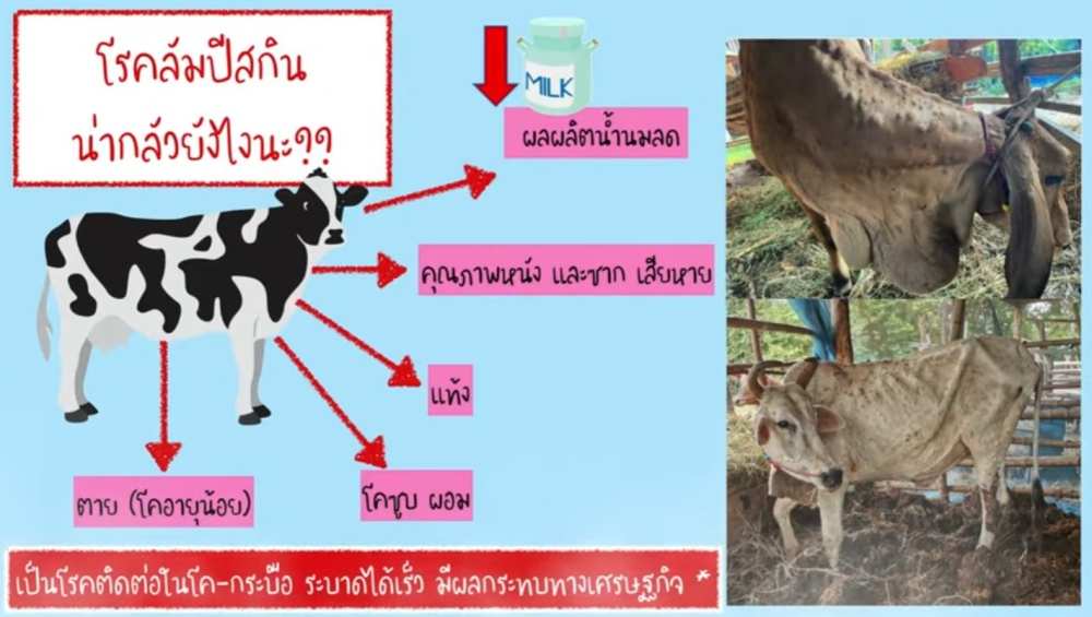 มารู้จัก Lumpy  Skin Disease กันเถอะ