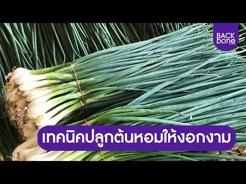 เทคนิคปลูกต้นหอมให้งอกงาม | เกษตรน่ารู้