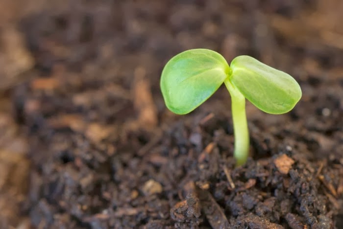 ศาสตร์การเลี้ยงดินด้วย การห่มดิน ของพระราชา