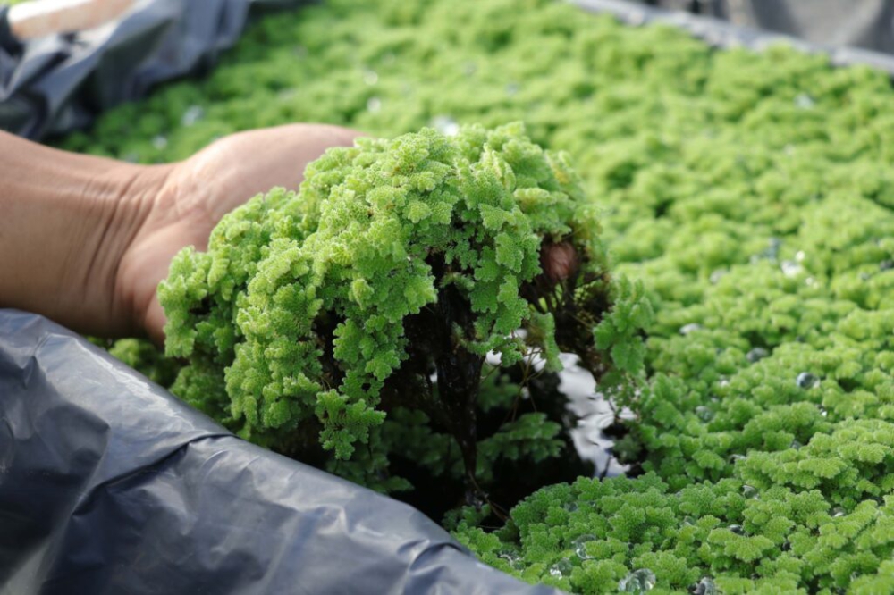 วิธีเพาะพันธุ์แหนแดง