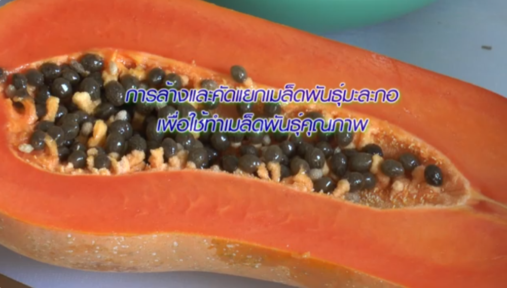 การล้างและคัดแยกเมล็ดพันธุ์มะละกอเพื่อใช้ทำเมล็ดพันธุ์คุณภาพ