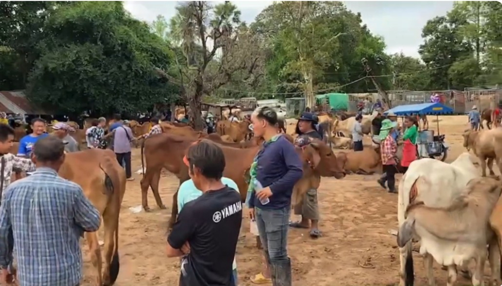 พาชม พาชิม EP 8 ตลาดนัดโค-กระบือบ้านบาก (บ้านเชียงหวาง)