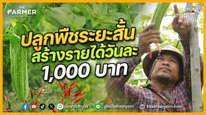 ปลูกพืชระยะสั้น ทำรายได้ทุกวัน