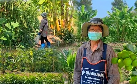 ทำเกษตรผสมผสานบนพื้นที่2ไร่ไม่ยึดติดเรื่องรายได้