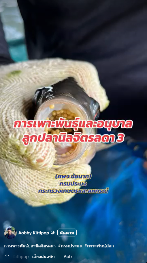 การเพาะพันธุ์ปลานิลจิตรลา