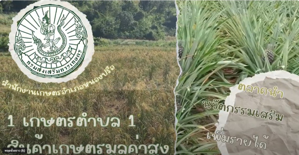 สินค้าเกษตรมูลค่าสูง อำเภอหนองปรือ จังหวัดกาญจนบุรี