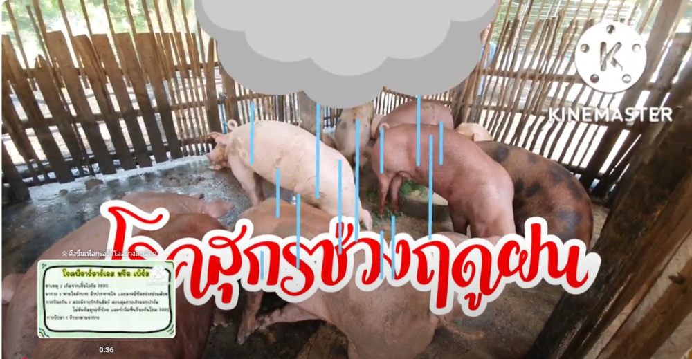 เฝ้าระวัง !!! โรคสุกรช่วงฤดูฝน