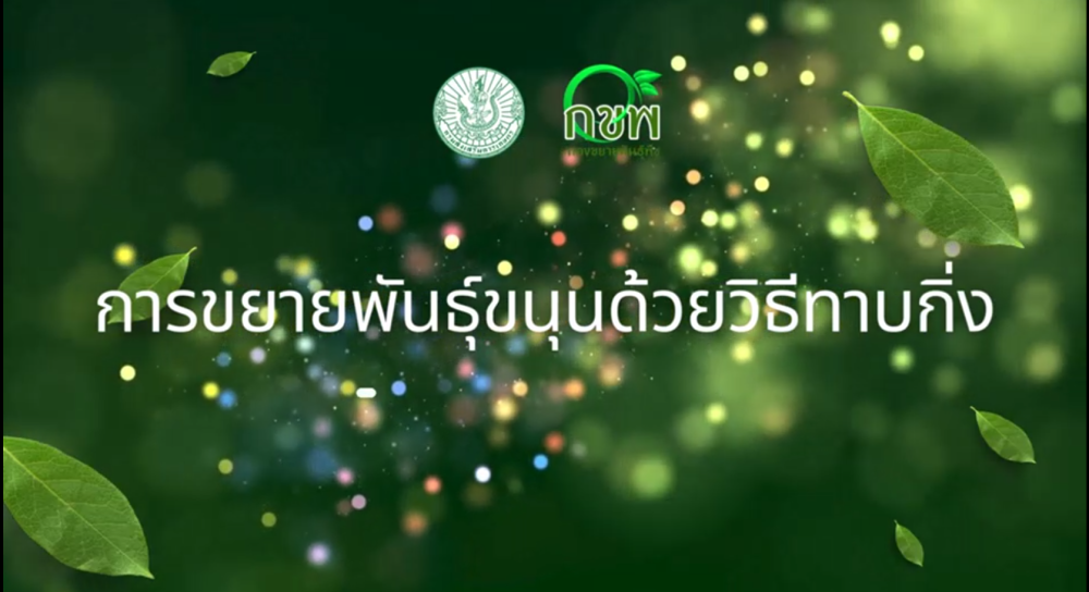 วิธีการขยายพันธุ์ขนุนด้วยวิธีการทาบกิ่ง