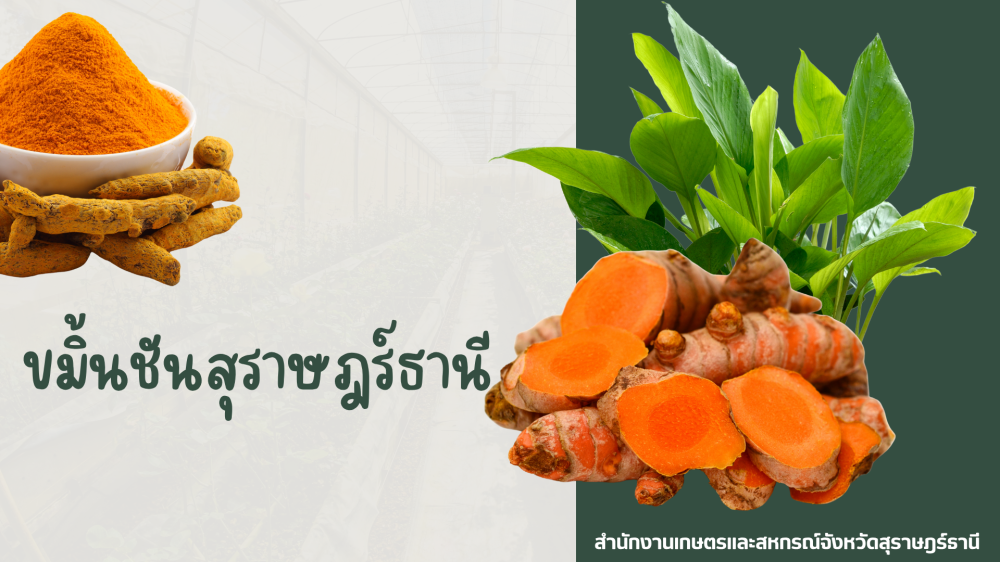ขมิ้นชันสุราษฎร์ธานี กลุ่มวิสาหกิจชุมชนบ้านเขานาใน