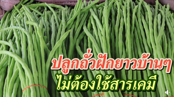 ปลูกถั่วฝักยาวโดยไม่ต้องใช้สารเคเมี