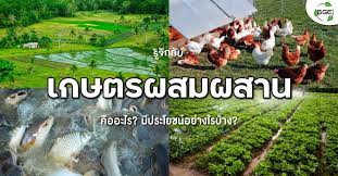 สาววิศวะกรโรงงานทำเกษตรปลดหนี้ใช้พื้นที่