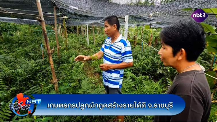 เกษตรกรราชบุรี ปลูกผักกูดสร้างรายได้ดี NBT ทั่วไทย