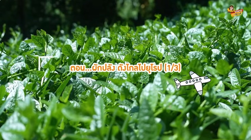 ผักปลัง ดังไกลไปยุโรป ตอนที่1/3 I เกษตรนำกระแส