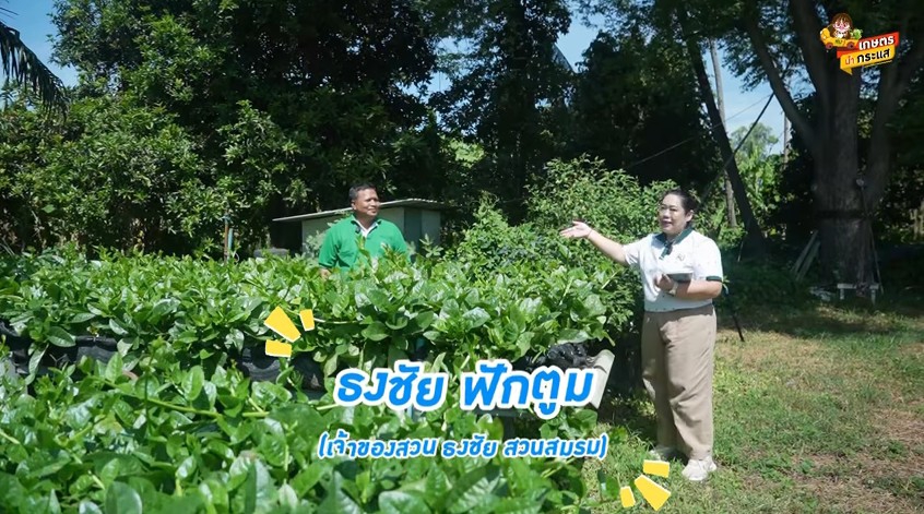 ผักปลัง ดังไกลไปยุโรป ตอนที่ 2/3
